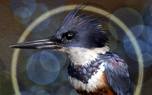 A New Belted Kingfisher