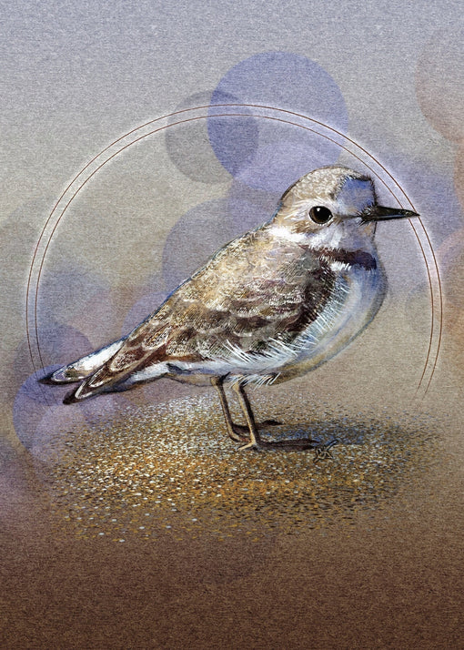 A New Snowy Plover Cards and Prints