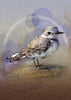 A New Snowy Plover Cards and Prints