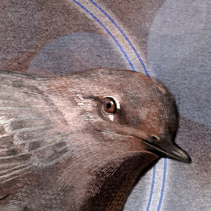 Close-up of a bird of prey with detailed brown, gray, and black feathers, set against a textured gray background with faint blue curved lines.