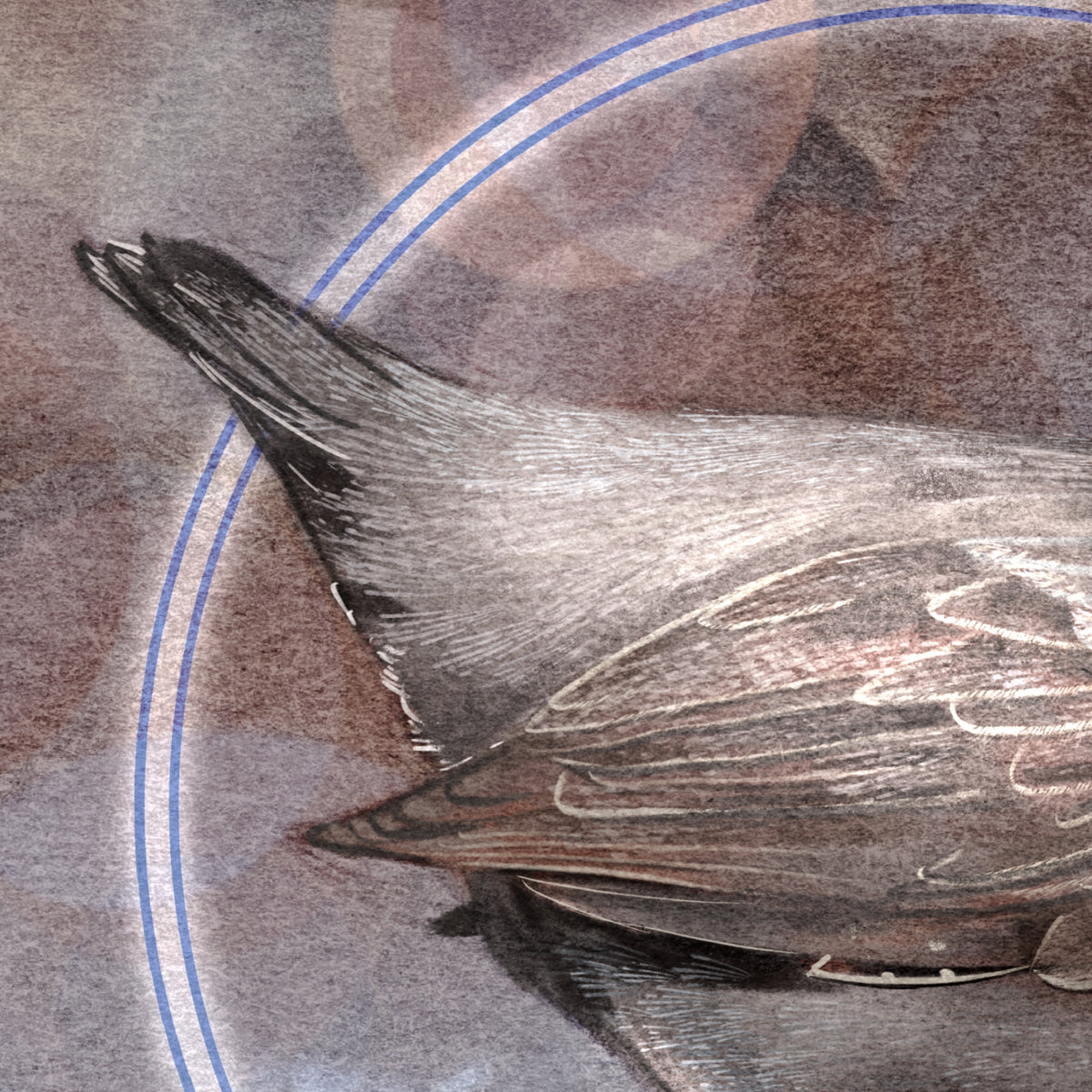 Close-up detail of a bird's wing and tail feathers in muted brown, gray, and black tones, with faint blue circular line accents on a textured background.