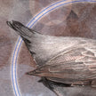 Close-up detail of a bird's wing and tail feathers in muted brown, gray, and black tones, with faint blue circular line accents on a textured background.