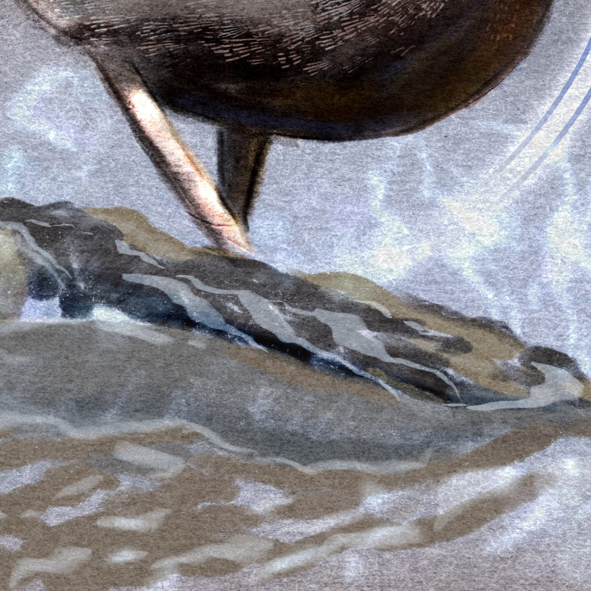 Closeup on an illustration of the legs of an American Dipper bird as it stands on watery rocks.