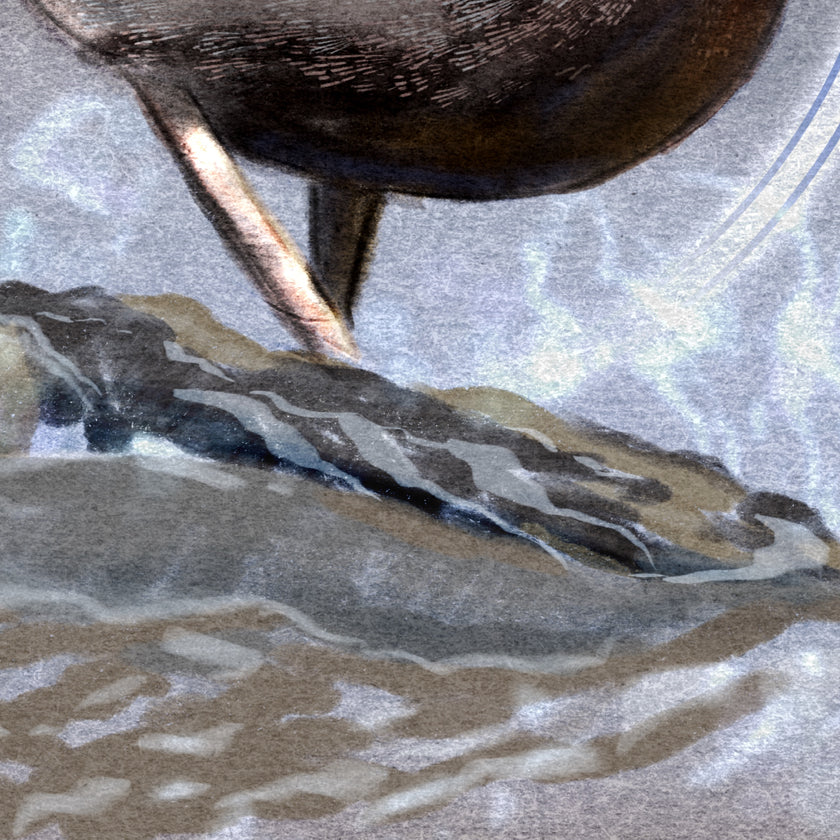 Closeup on an illustration of the legs of an American Dipper bird as it stands on watery rocks.