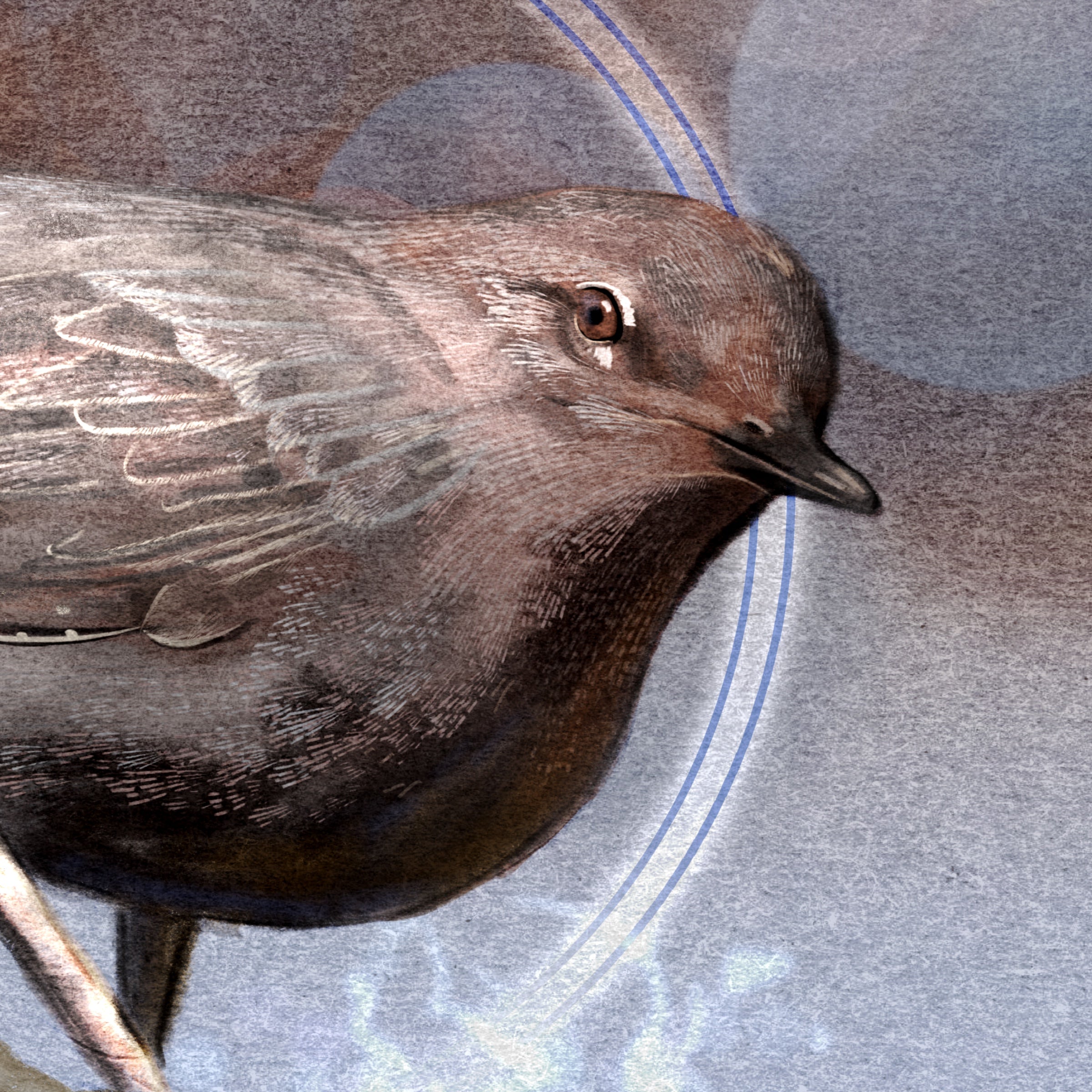 A close-up artistic illustration of a brown bird in profile against a muted blue-gray background with faint circular line details.