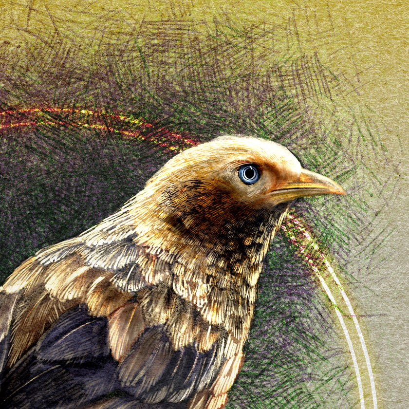 Close-up of a bird with a textured background