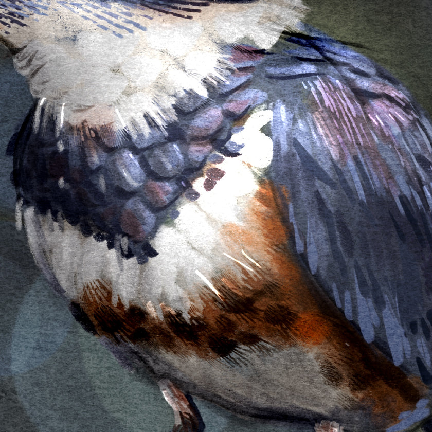 Closeup of a stylized artwork of a belted kingfisher's breast with feathers and markings.