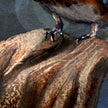 Closeup of a stylized artwork of a belted kingfisher's talons on a wooden outgrowth/branch. 