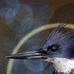 Closeup of a stylized artwork of a belted kingfisher's beak with feathers and markings.