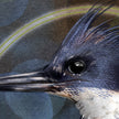 Closeup of a stylized artwork of a belted kingfisher's beak with feathers and markings.
