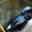 Close-up of a blue bird with a textured green background