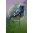 Bird illustration on a textured green and purple background