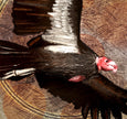 Close-up of a condor with detailed feathers and red head on a textured background
