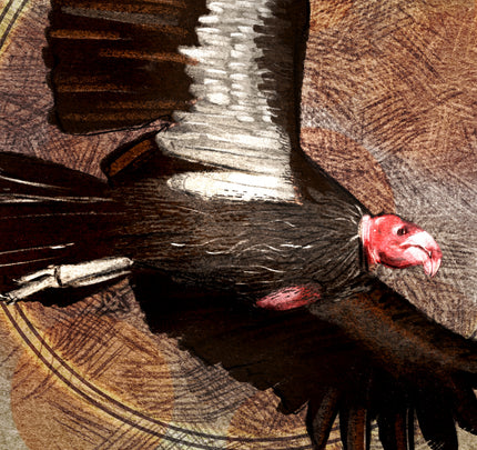 Close-up of a condor with detailed feathers and red head on a textured background
