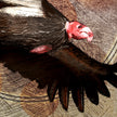 Close-up of a condor with detailed feathers and red head.