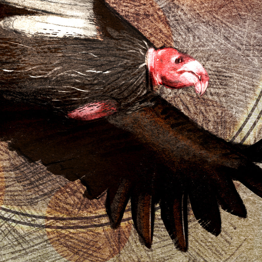 Close-up of a condor with detailed feathers and red head.