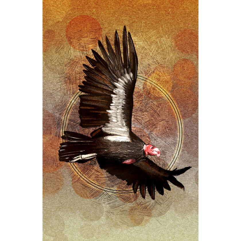 Condor in flight with a textured brown and orange background