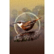 Bird perched on a rock with a circular frame in the background