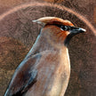 Close-up of a bird with a textured brown background