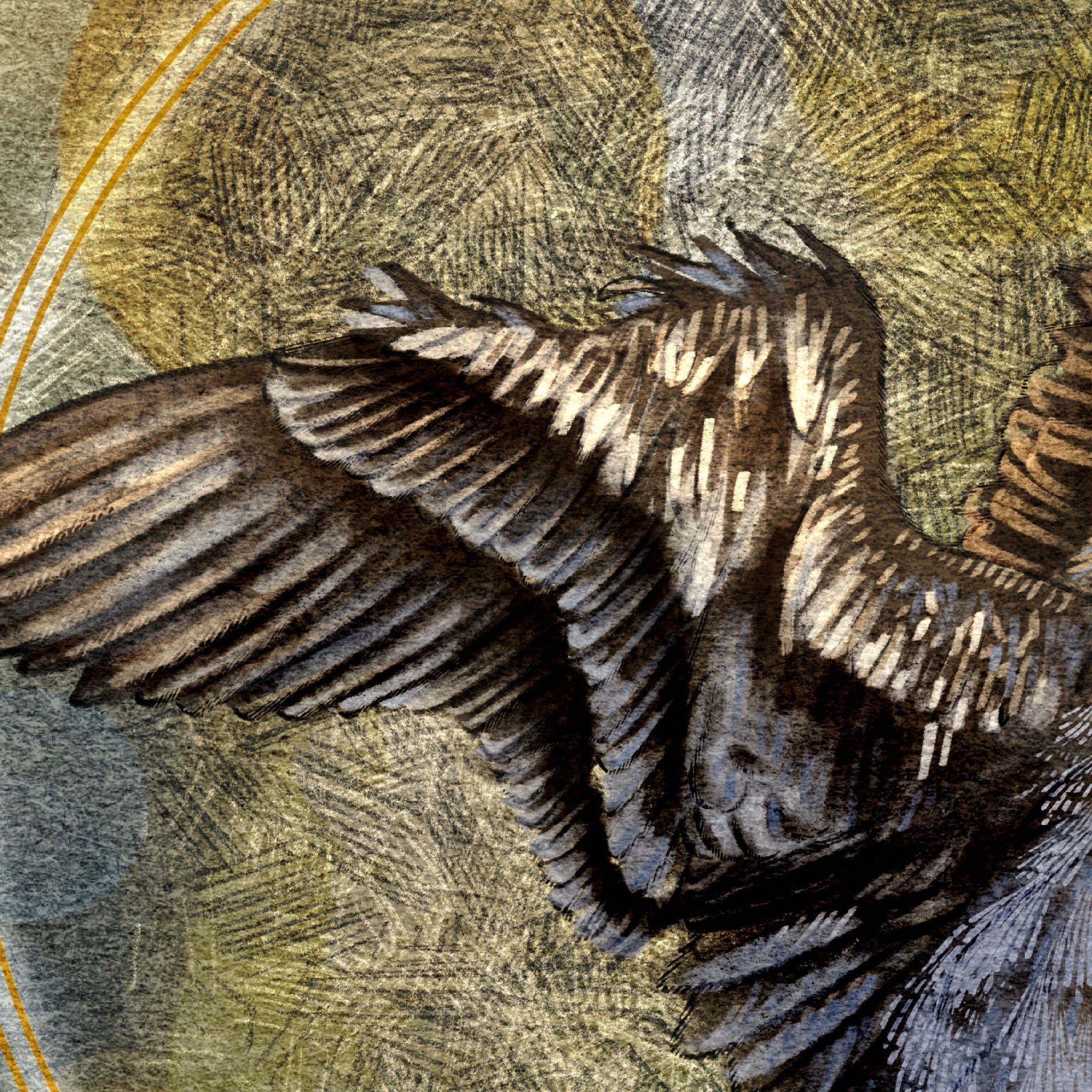 Close-up of a bird's wings with detailed feather texture on a textured background