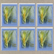 Six panels showing cross-sections of corn cobs with labels on a textured beige background.