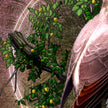 Illustration of a bird with a branch and leaves in the background