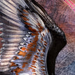 Closeup of stylized print of a hawk wing.