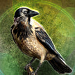 Illustration of a bird perched on a branch with a green background