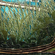Close-up of illustrated stylized grasses on a blue background.