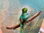 Colorful bird perched on a branch with a textured background