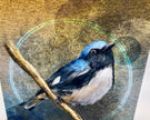 Illustration of a blue and white bird on a branch with a textured background