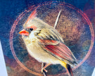 Colorful bird illustration with a textured circular background