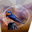 Barn Swallow Single Greeting Card