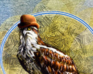 Hawk wearing a hat with a textured circular border