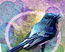 Blue bird on a colorful abstract background