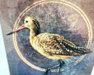 Illustration of a bird with a textured circular background