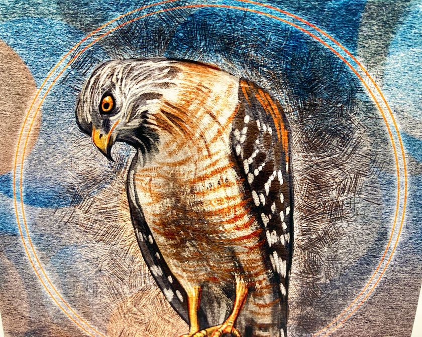 Detailed illustration of a hawk with a textured background