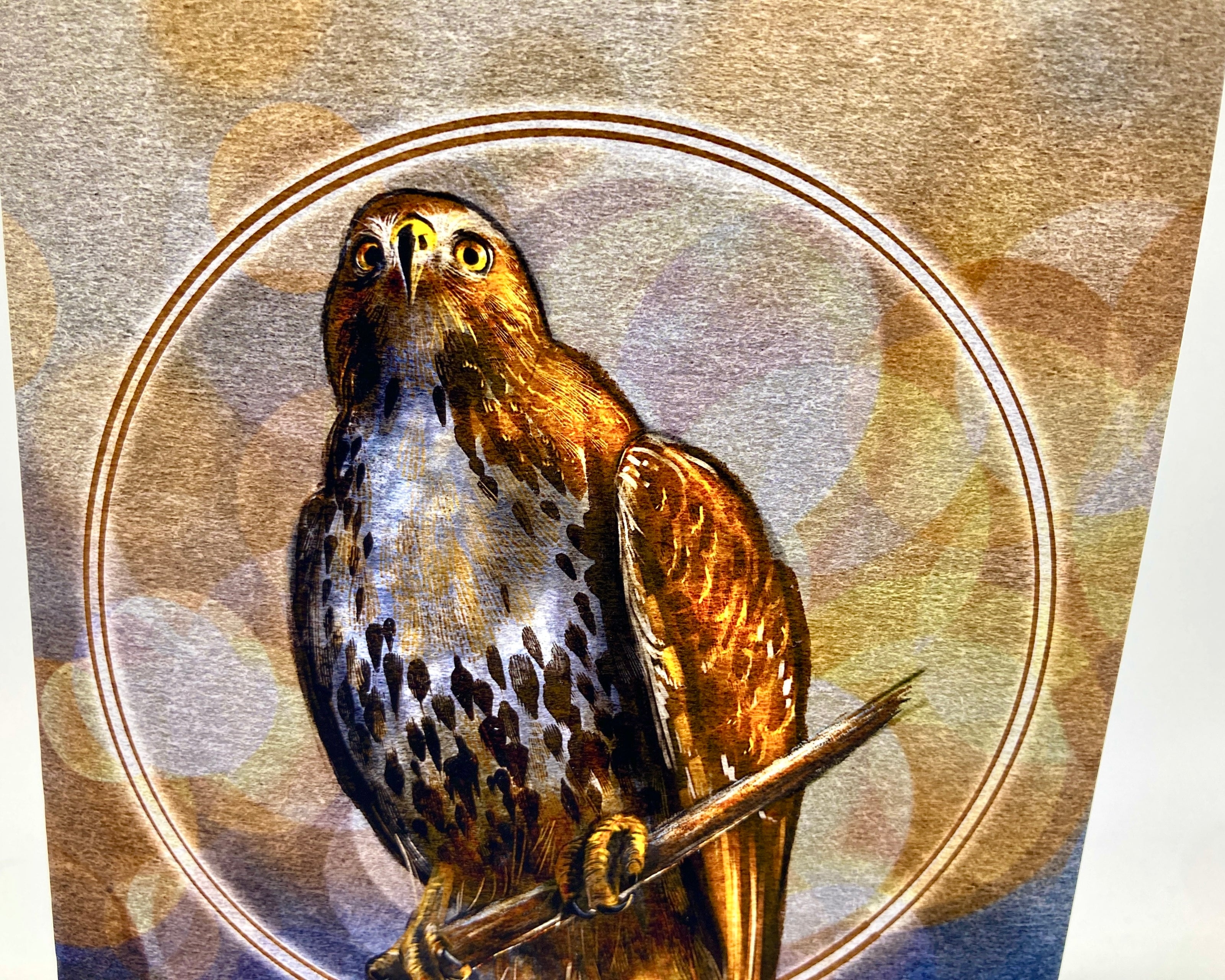 Illustration of a hawk with a circular frame on a textured background