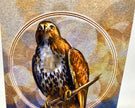 Illustration of a hawk with a circular frame on a textured background
