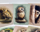 Set of greeting cards with owl illustrations on a white background