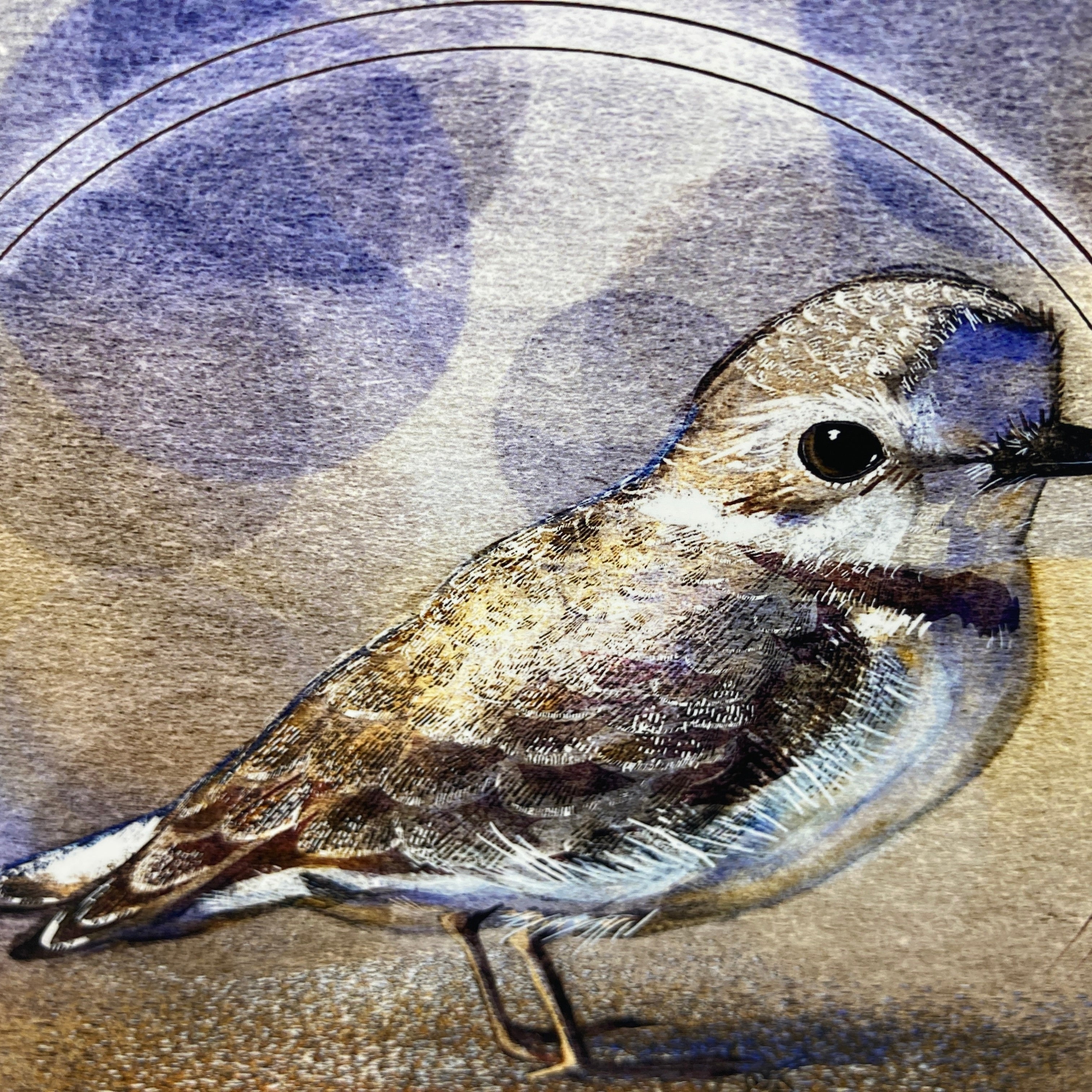Western Snowy Plover Greeting Card