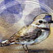 Western Snowy Plover Greeting Card