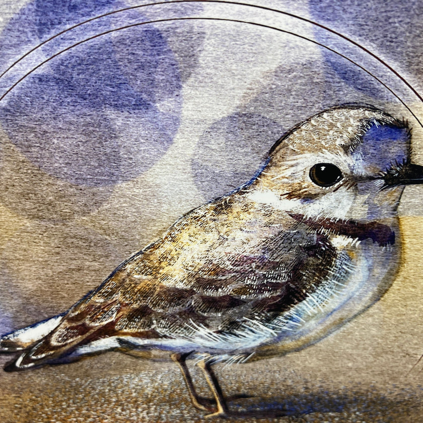Western Snowy Plover Greeting Card
