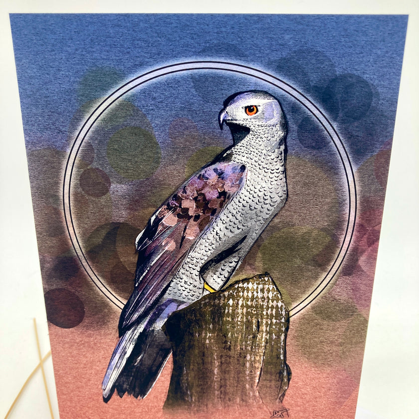 Goshawk Single Greeting Card