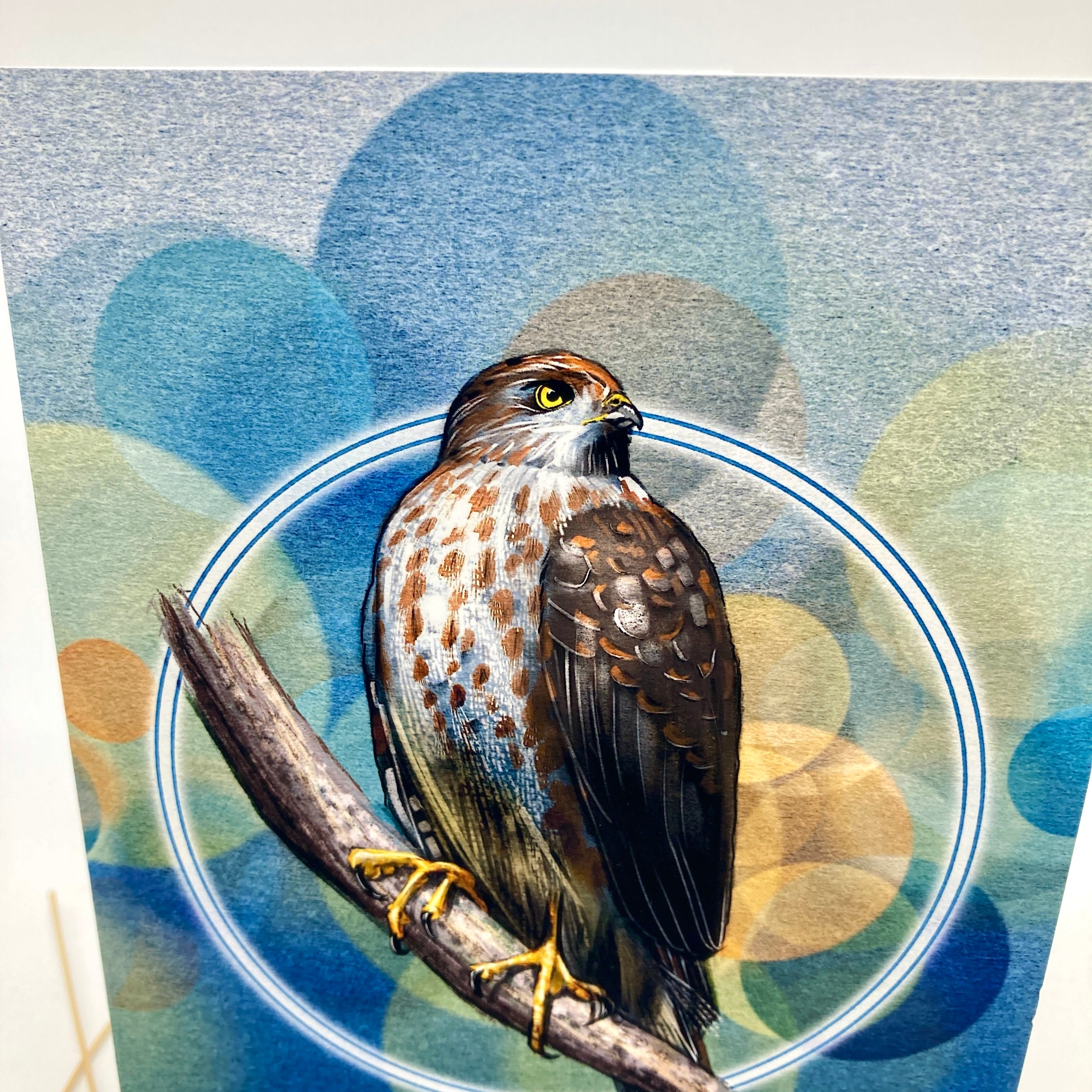 Cooper's Hawk Single Greeting Card