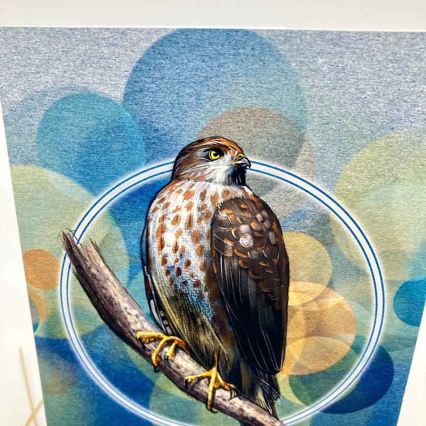 Cooper's Hawk Single Greeting Card