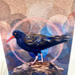 Black Oystercatcher Single Greeting Card