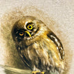 Close up of a segment of a greeting card illustration featuring an owl with a cocked head staring at the viewer.