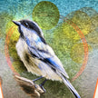 Closeup of an illustration of a Black Capped Chickadee on a greeting card cover.