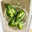 A botanical art print featuring a detailed illustration of fresh green basil leaves on a textured beige and brown background.
